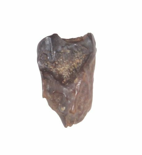 Triceratops Shed Tooth - Montana #41278